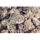 LEMON HAZE SMALL BUDS