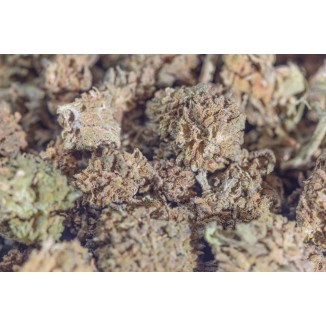 MANGO HAZE SMALL BUDS