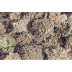 MANGO HAZE SMALL BUDS