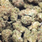 SKUNK PREMIUM SMALL BUDS