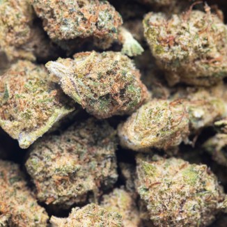 ORANGE PREMIUM SMALL BUDS
