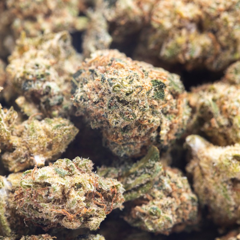 AMNESIA MASS PREMIUM SMALL BUDS