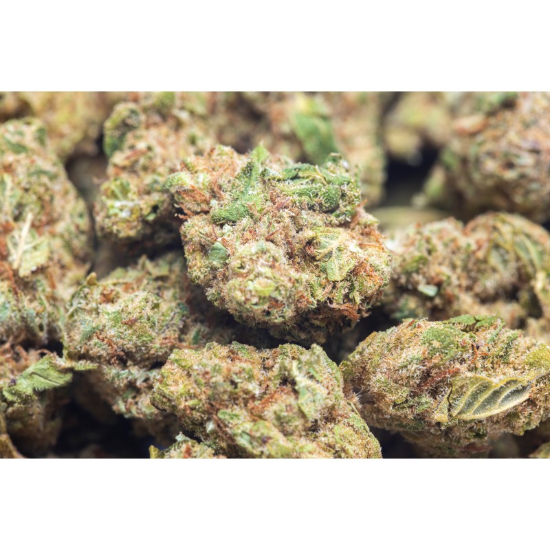GELATO PREMIUM SMALL BUDS 5GR GELATO PREMIUM SMALL BUDS 5GR