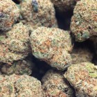 BLUEBERRY PREMIUM SMALL BUDS